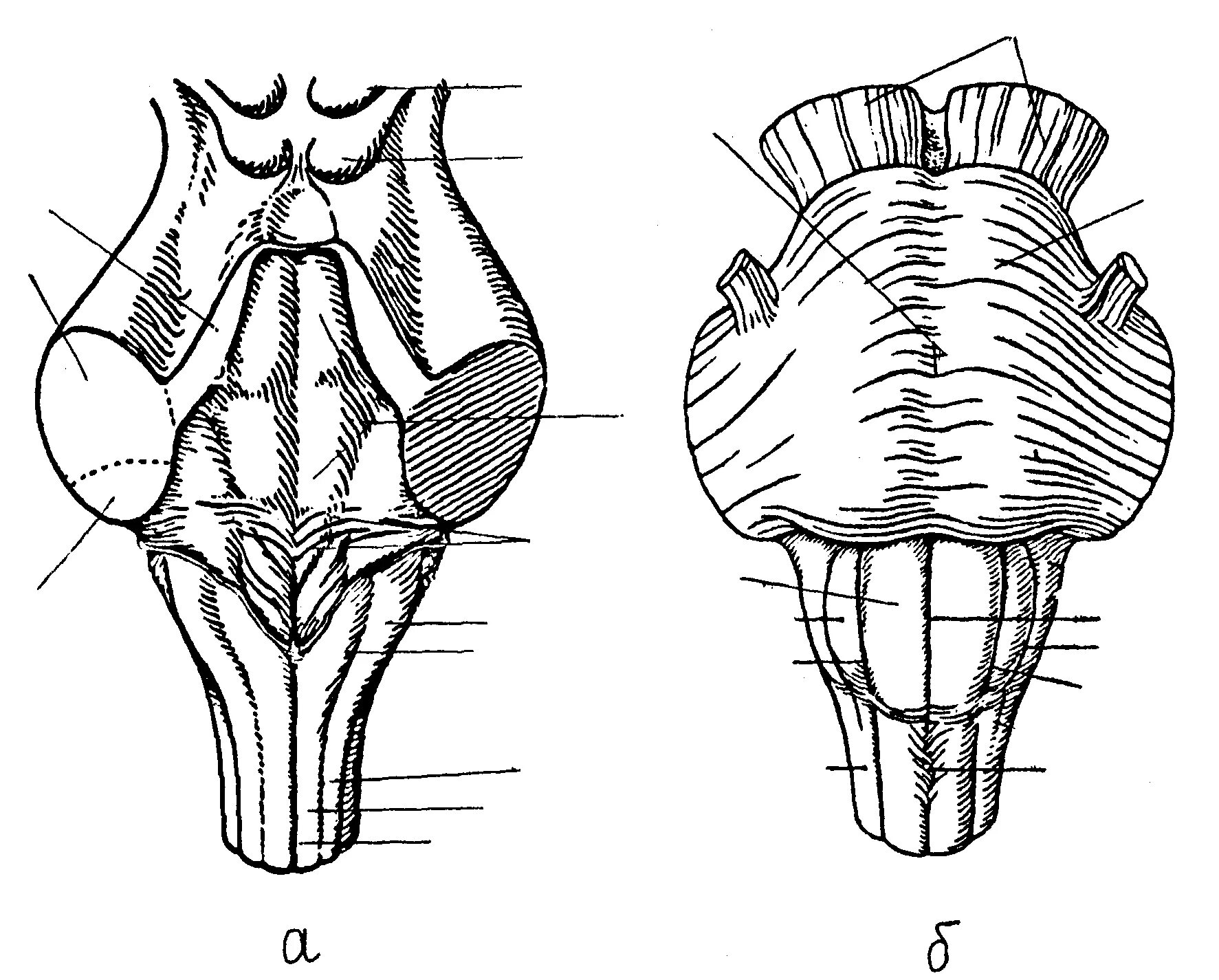 Продолговатый мозг строение задняя поверхность. Вентральная поверхность ствола мозга анатомия. Вентральная поверхность моста анатомия. Внешнее строение продолговатого мозга анатомия. Деление снизу