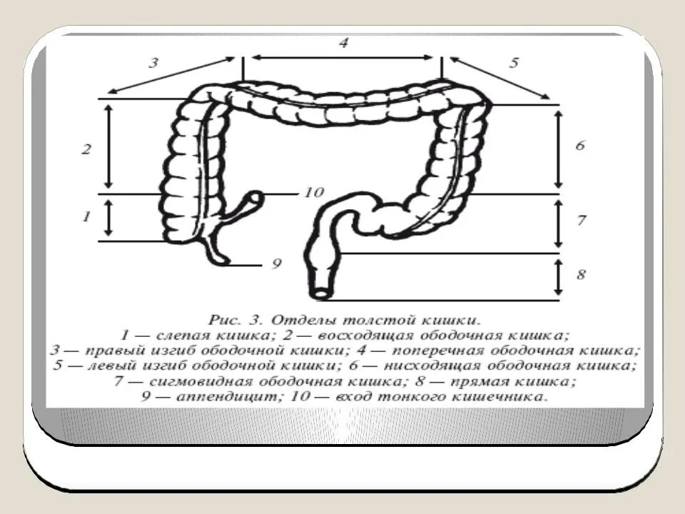 Какой длины толстая кишка. Отделы Толстого кишечника. Отделы толстой кишки ободочная кишка. Схема отделов Толстого кишечника ободочная. Отделы Толстого кишечника схема.