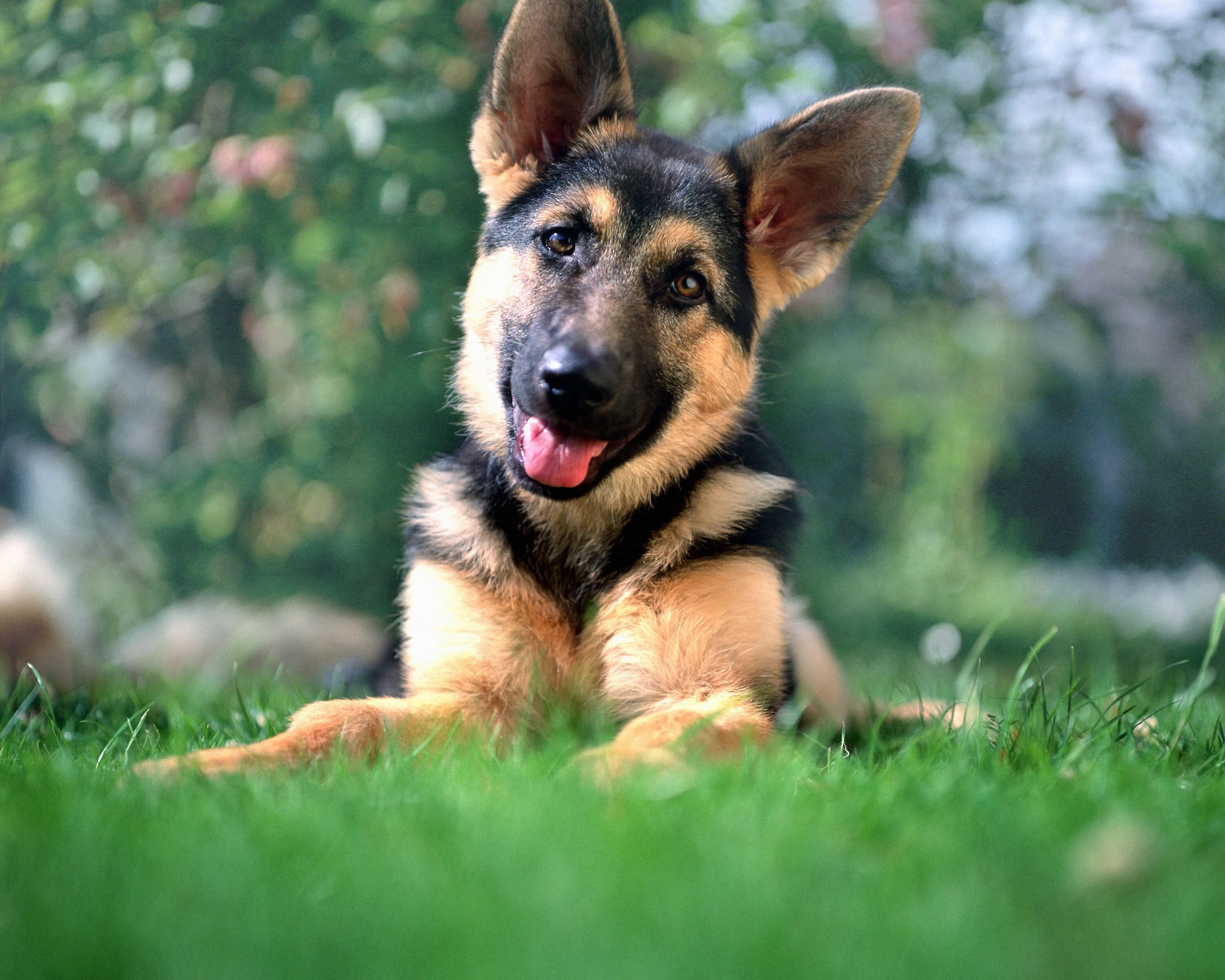 Овчарка от дам. German shepherd немецкая овчарка. немецкая овчарка шеферд. german shepherd немецкая овчарка щенок.