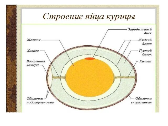 Строение куриного яйца. Куриное яйцо презентация. А прочно ли куриное яйцо проект. Прочность куриного яйца.