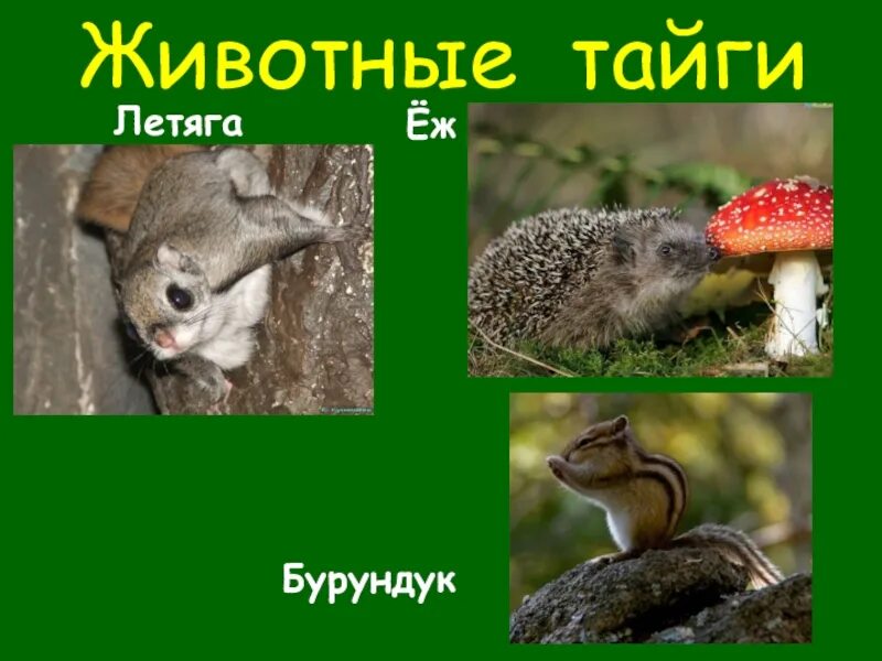 Бурундук еж. Бурундук и ёжик. ёж и бурундук картинка. бурундук и ёжик кродики. бурундук ёжик имя.