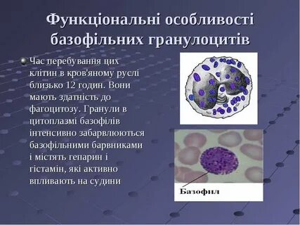 Нейтрофильные гранулоциты