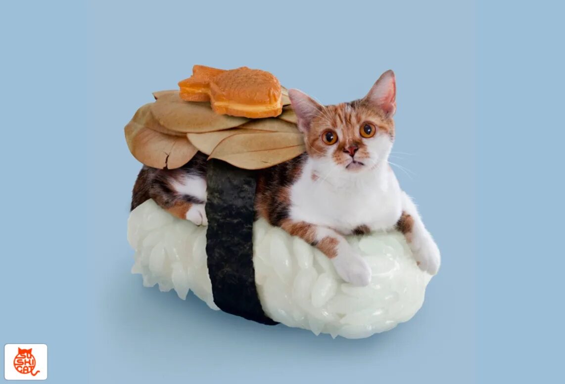 Суши в виде животных. Котосуши. суши кот. кошка суши. суши кэт.