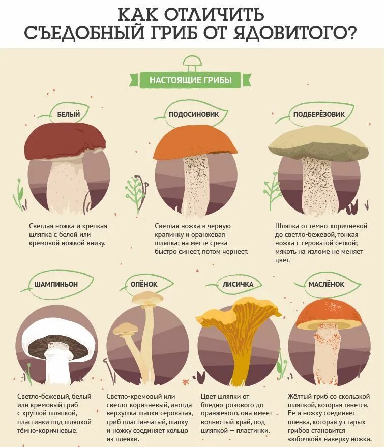 Испорченный шампиньон в разрезе. Грибы жареные и вареные. Ак отличаются ядовитые грибы от съедобных. Грибы двойники съедобные и несъедобные с отличиями. Как понять что гриб готов.
