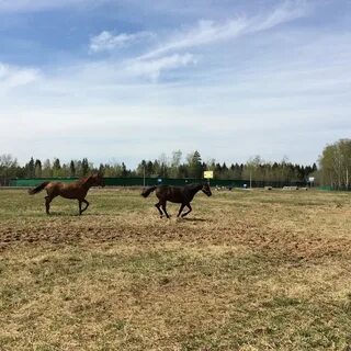 Большая нижегородская 108 1 конный клуб