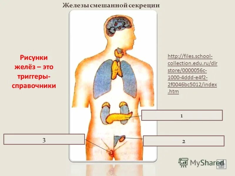 Железы смешанной секреции имеют протоки