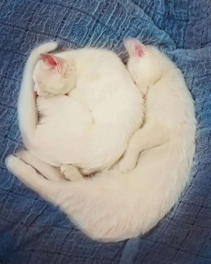 Као мани котята. Кошки с разноцветными глазами. Кошки близнецы айрис и абис. Кошки близнецы айрис и абис. Кошка с двумя разными глазами.
