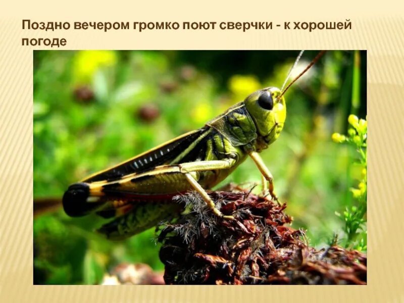 Саранча обыкновенная. Сверчок. Сверчок домовый. Сверчок поет очень громко. Сверчок обыкновенный насекомое.