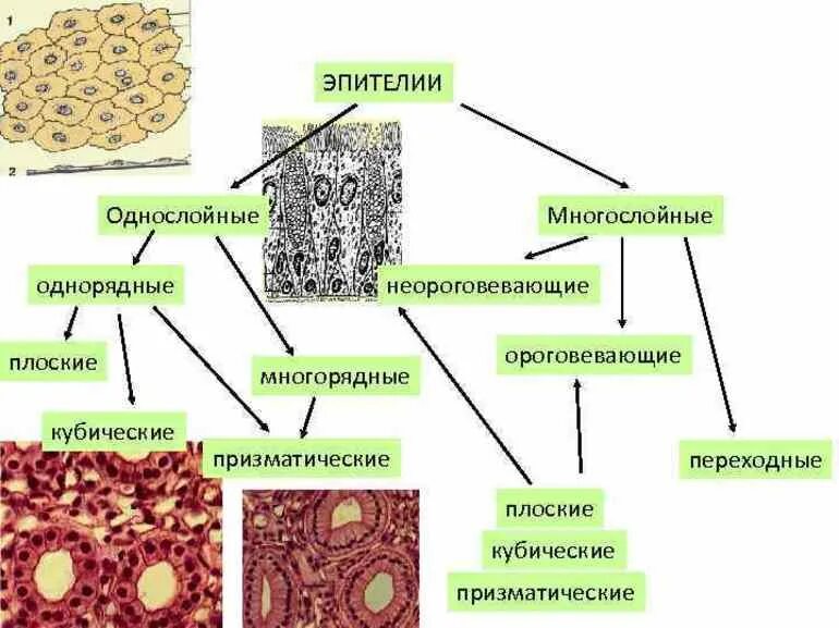 Однослойный цилиндрический железистый эпителий строение. Однослойный призматический эпителий гистология. Однослойный плоский эпителий гистология. Гистология ткани эпителия. Эпителиальные ткани состоят из клеток