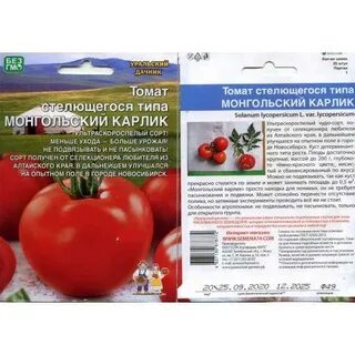 Томат монгольский карлик характеристика отзывы фото