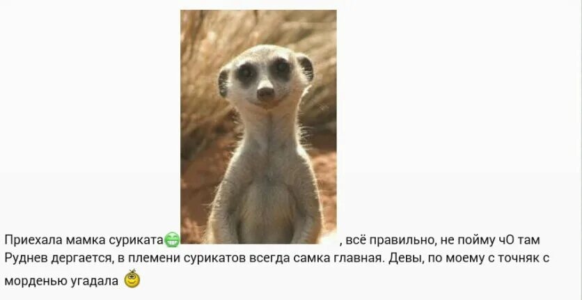 Сурикаты аккорды. Мем про сурикатов. Сурикаты аккорды. Аккорды. Сурикаты зимой.