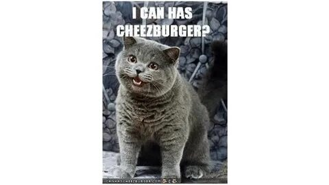 Kitty you can has cheezburger