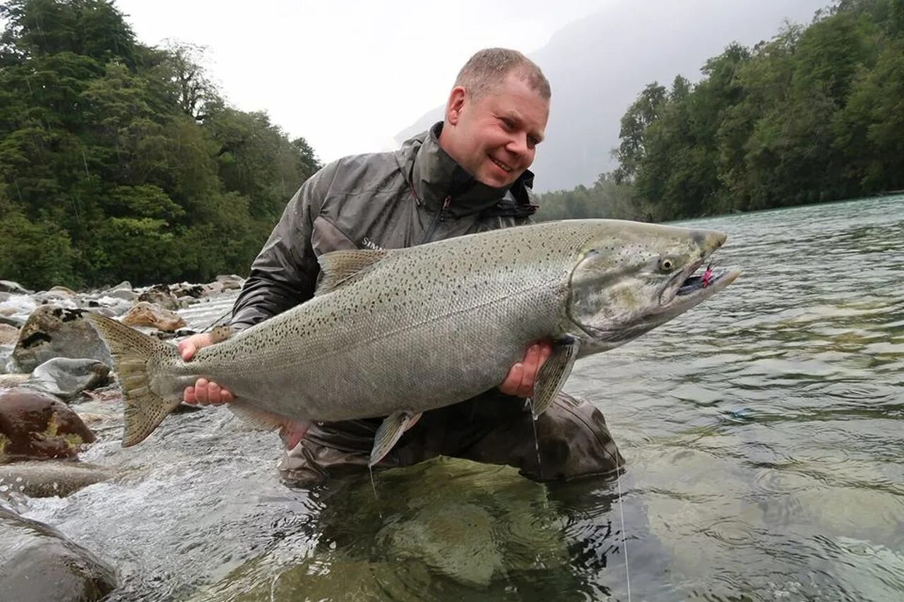 Рыбы ценят. Лосось чавыча. Чавыча Oncorhynchus tshawytscha. Чавыча Чукотка. Королевский лосось чавыча.