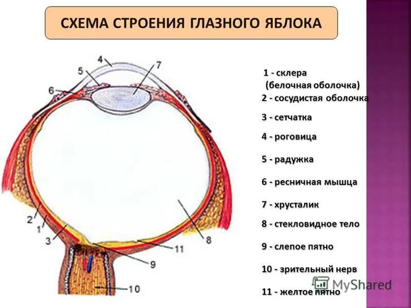 Строение глазного яблока анатомия схема. Строение глазного яблока. Строение глазного яблока крс. Строение зрительного анализатора глазное яблоко. Схема строения глазного яблока.