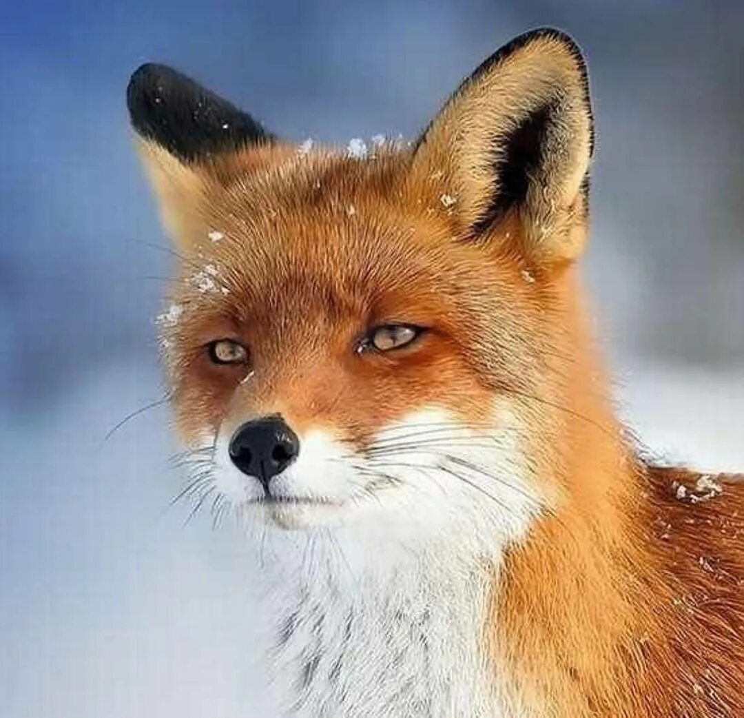 Про лисичку