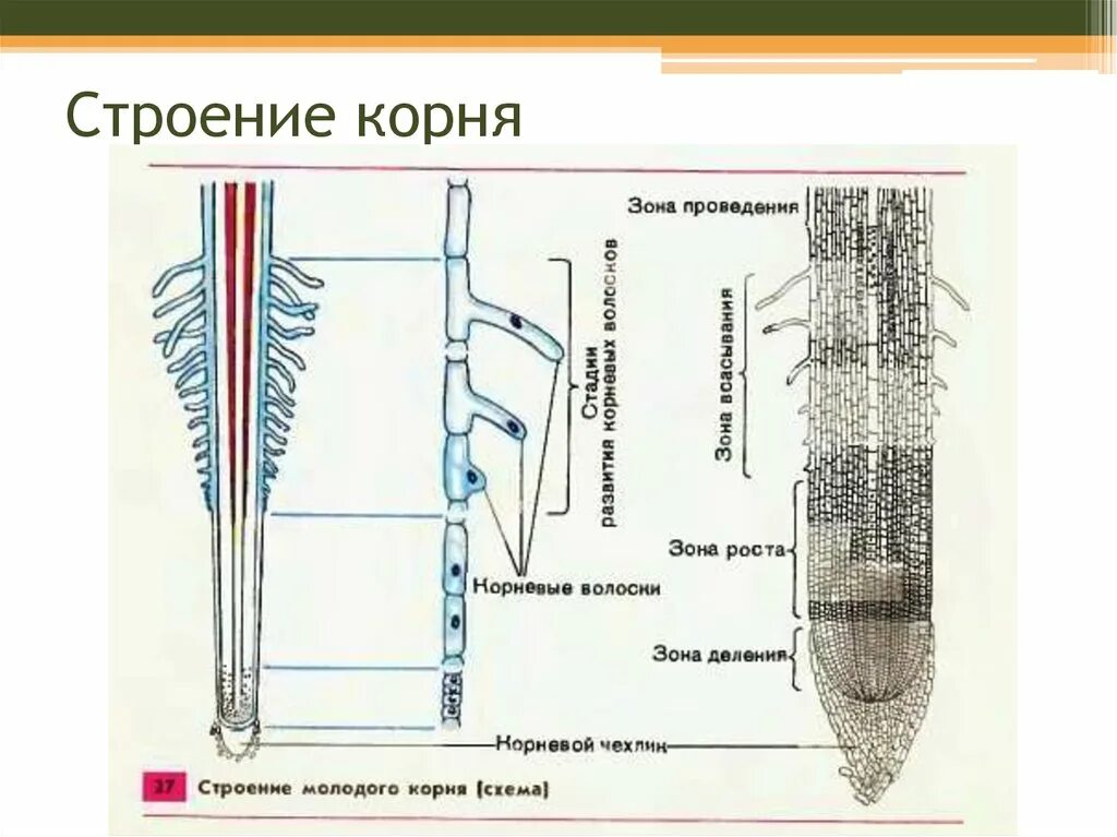 Внутреннее строение корня 6 класс биология. Корень растения строение внешнее и внутреннее. Клеточное строение корня схема. Внутреннее строение корня корневые волоски.