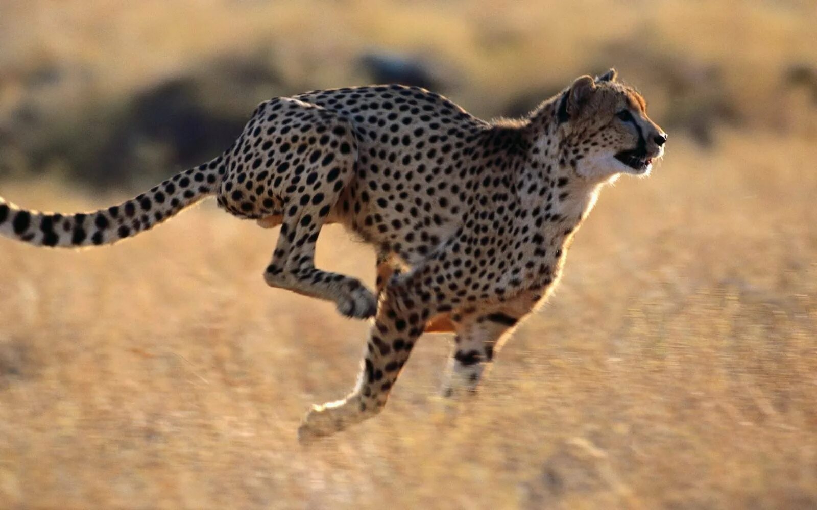 Быстрее лучшие сильнее. Сахарский гепард. Южноафриканский гепард. Cheetah (гепард). Лайри гепард.