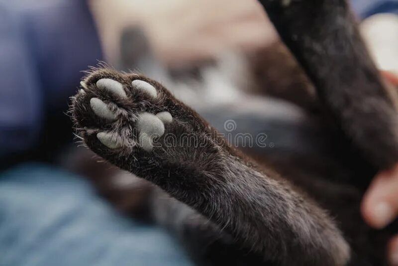 Подушечки лап. Черные кошачьи лапки. Лапа черного кота. Кошачьи подушечки на лапах черные. У кота черные подушечки.