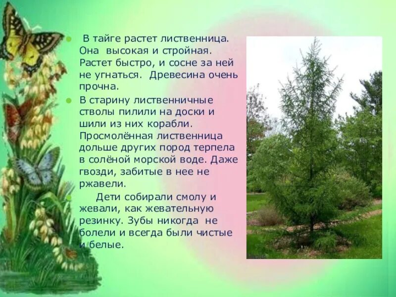 Загадка про лиственницу. Загадка про лиственницу