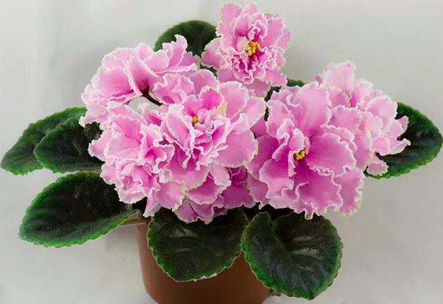 Фиалка гуцулка. Страна фиалки. Country romance фиалка. Фиалка элизиум. Фиалка сказочная страна.