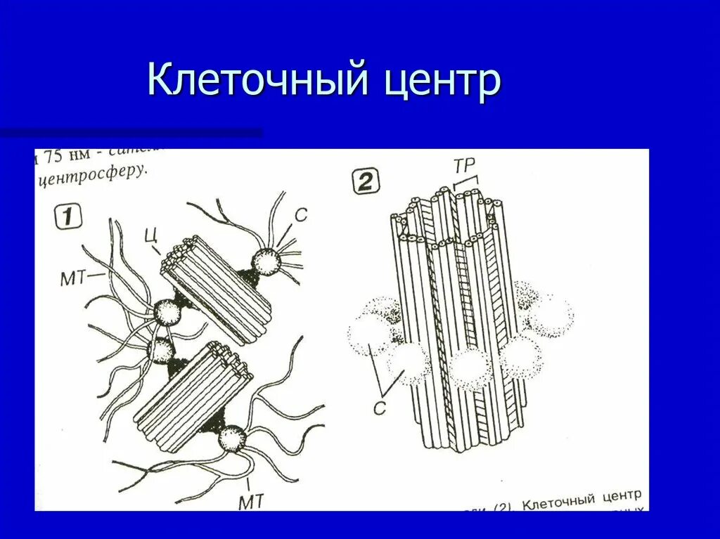 Клеточный центр. Клеточный центр строение. Клеточный центр рисунок. Клеточный центр схема.