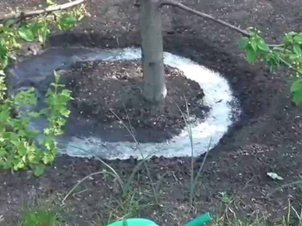 Как часто поливать вишню