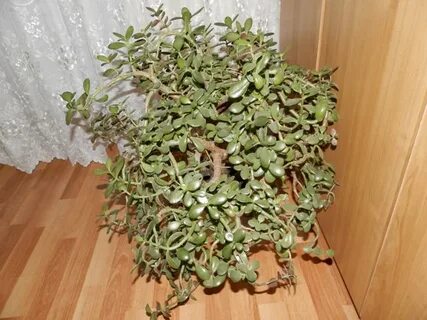 Денежное дерево сломалось