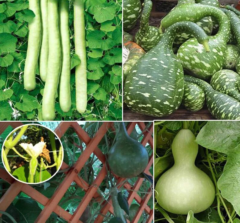 Овощ напоминающий. Овощ напоминающий. Бамия(окра,гомбо) что это. Мандрагора растение корень. Овощ напоминающий.