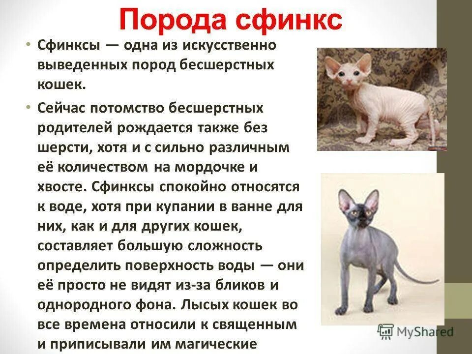 Выводить породу. Сфинкс кошка описание. Описание кота сфинкса. Кошка сфинкс описание и характер. Сфинкс порода кошек характер.