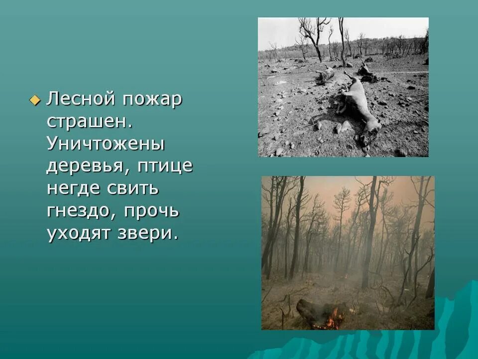 Берегите лес. Текст на тему берегите лес. Берегите лес рассказ. Презентация берегите лес от пожара. Слова берегите лес