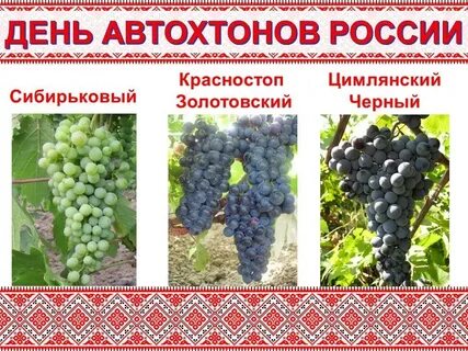 Виноград красностоп