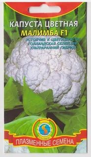 Сорта капусты голландской селекции