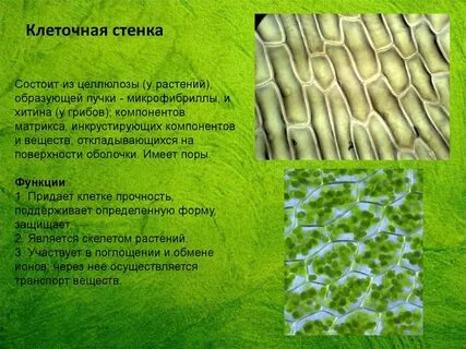 Клетчатка клеточная стенка растений