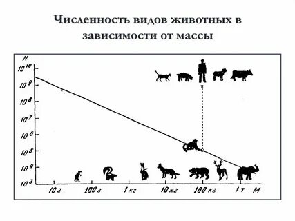 Численность животных их вес и скорость