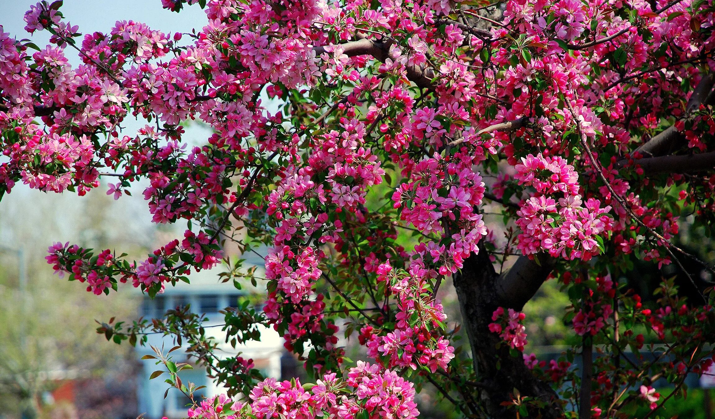 Дерево весной название цветет. Яблоня Макамик. Яблоня декоративная Макамик. Декоративная яблоня розовоцветущая. Яблоня декоративная Келси.