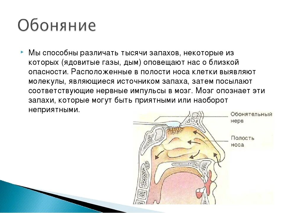 Обоняние. Органы чувств человека нос. Орган обоняния у человека. Сообщение об органе обоняния. Ощущаются неприятные запахи