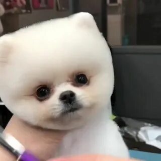 Стрижка под медвежонка