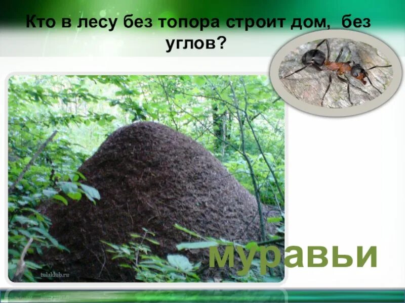 Водяные мастера строят дом без топора. Водяные мастера строят дом без топора ответ. Загадки о бобрах для детей. Строят дом без топора. Строят дом без топора.