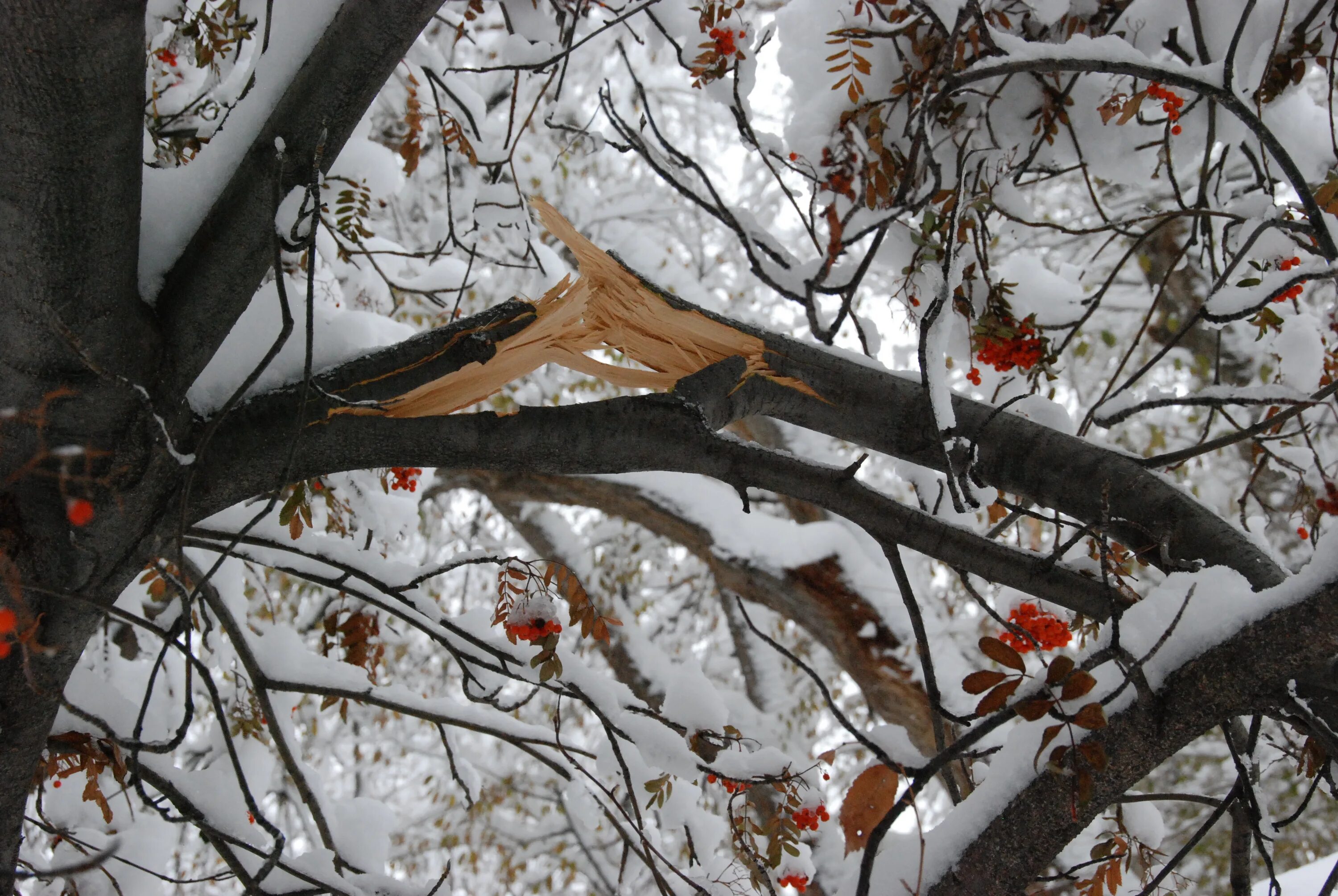 Сломанная ветка дерева. Трещит дерево в лесу. Бурелом березы. Отломанная ветка дерева. Сосновый бор бурелом.