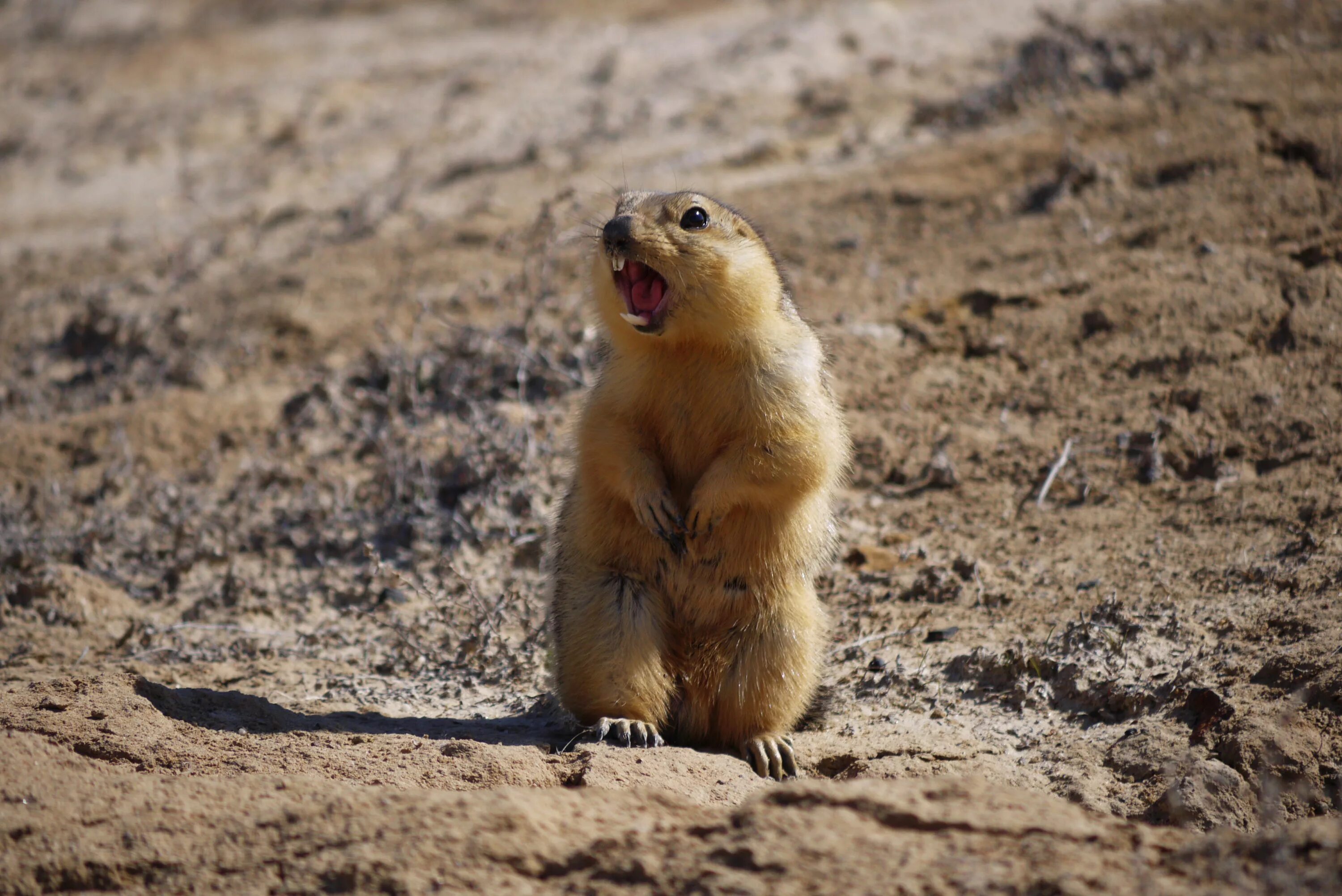 Желтый суслик Spermophilus fulvus. Суслик желтый Саратовской области. Желтый суслик в пустыне. Суслик песчаник. Год суслика