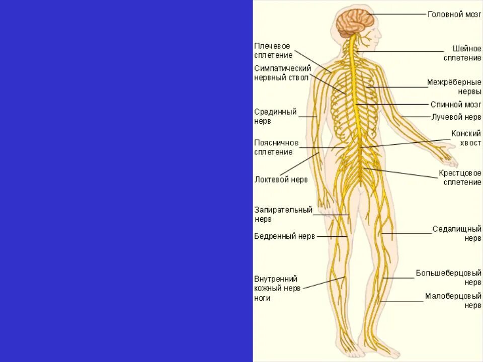 Анатомия нервной системы грудного отдела. Спинномозговые нервы и сплетения анатомия. Спинной мозг анатомия спинномозговых нервов. Спинномозговые нервы 31 пара таблица. Строение спинного мозга и спинномозговые нервы.