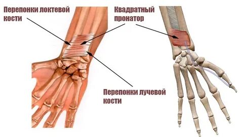 Предплечье лучезапястный сустав