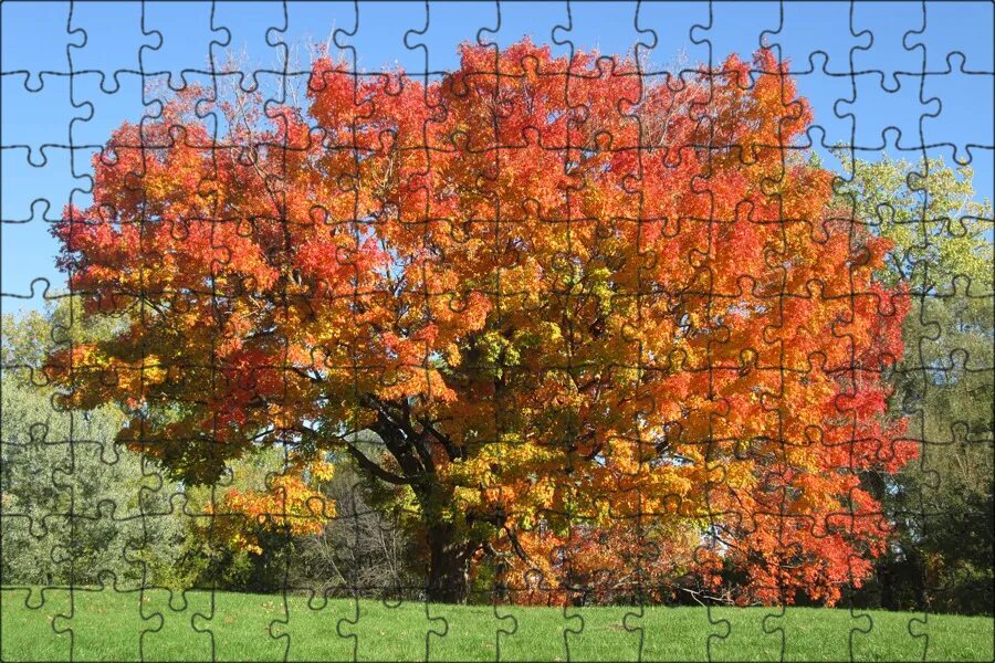 fall colors Fall Color Sequence Tim Erskine Fall color trees, Fall pictures, Fal