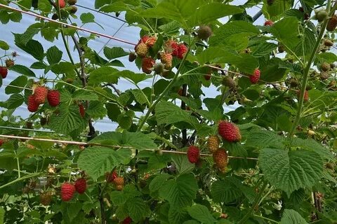 Малина лячка описание сорта