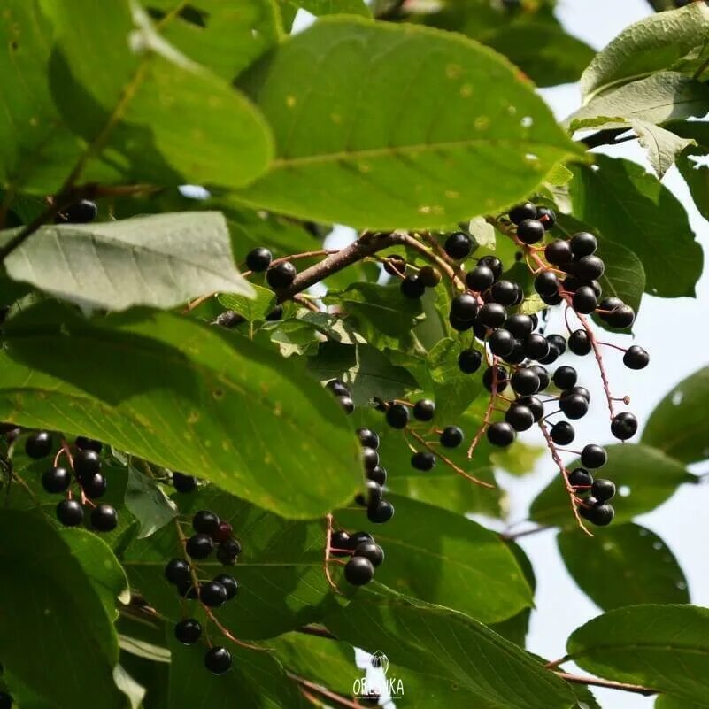 Ягоды черемухи. Черёмуха обыкновенная ягоды. Черемуха азиатская Padus Asiatica. Черемуха дерево с ягодами. Черёмуха обыкновенная плоды.