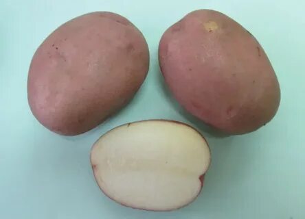 Сорт картофеля манифест характеристика отзывы