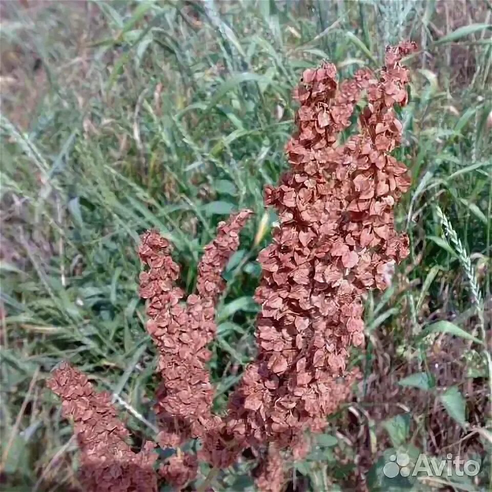 Щавель конский(28.09.2022)