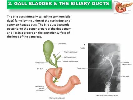 Gallbladder formula