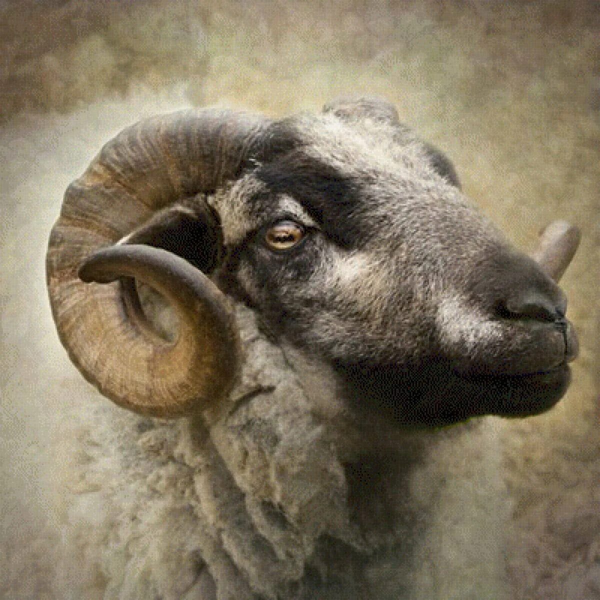 Старая овца. Старый баран. Очень старый баран. Кучерявая овца. Голова барана.