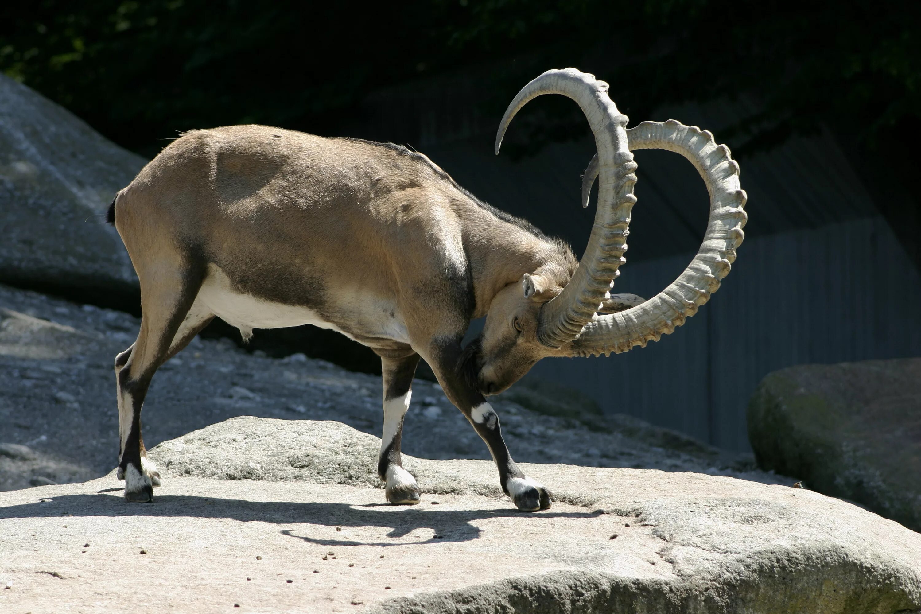 The Meta Picture - "Mountain Goats don't care about your gravity..." Funny anima